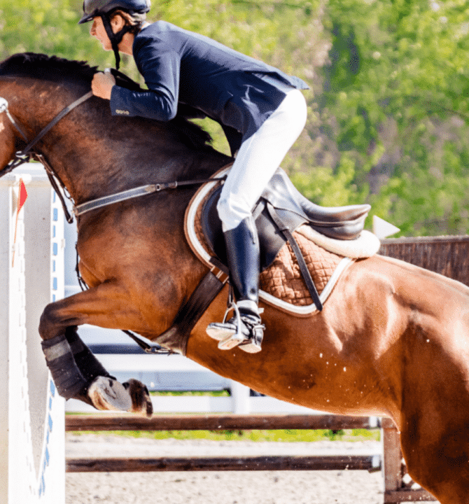 Saint-tropez-chevaux